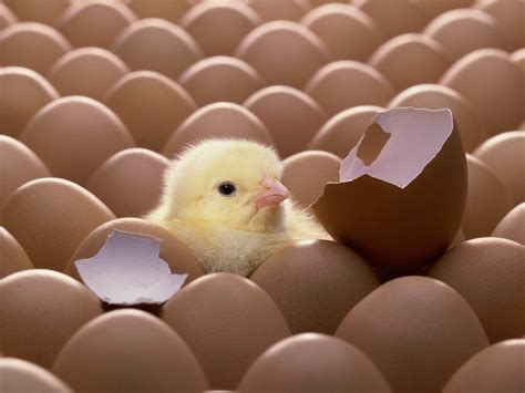 Wallpapers Funny Chicks Wallpapers