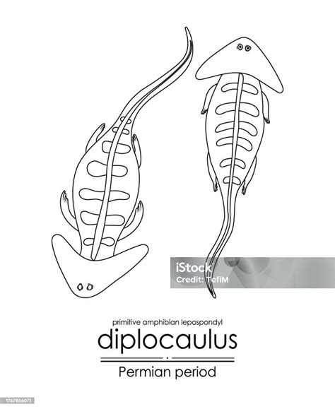 Diplocaulus A Permian Period Prehistoric Primitive Amphibian Stock