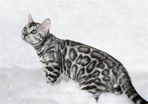 Look at pictures of bengal kittens who need a home. Bengal Kittens & Cats for Sale Near Me | Wild & Sweet ...