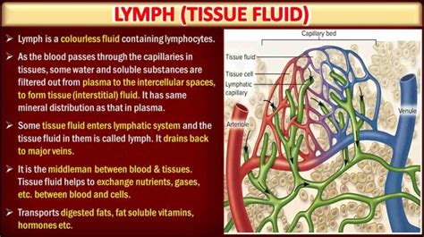 Lymph Definition Composition And Function Free Biology Notes