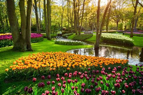 Planning a visit to keukenhof in 2021? Buy a Keukenhof season ticket - Tulip Festival Amsterdam