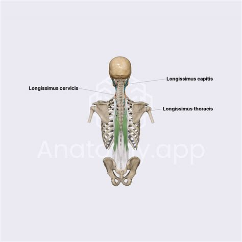 Longissimus Muscle Deep Muscles Of The Back Spine And Back
