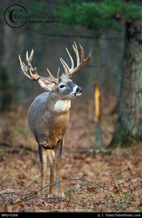 Big Buck In Forest Big Buck Pics Nmu 0308