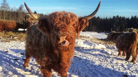 Scottish Highland Cattle In Finland Sunny And Cold 25c 13f Winter