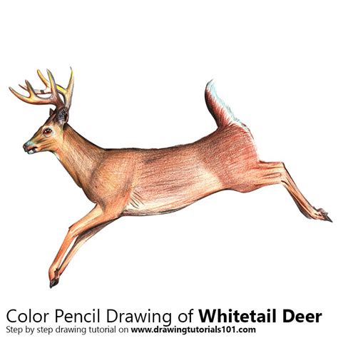 How To Draw A White Tailed Deer Wild Animals Step By Step