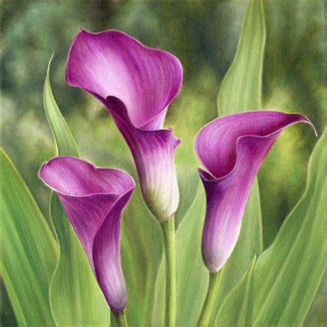 Pink Calla Lily Flower Rededuct Com