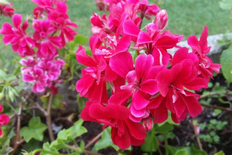 무료 이미지 자연 꽃잎 빨간 식물학 정원 플로라 야생화 꽃들 제라늄 관목 금어초 붉은 꽃 꽃 피는 식물 연간 공장 육상 식물 영원한 달콤한