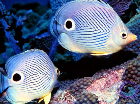 Sea Fish Wallpaper | osabelhudosec