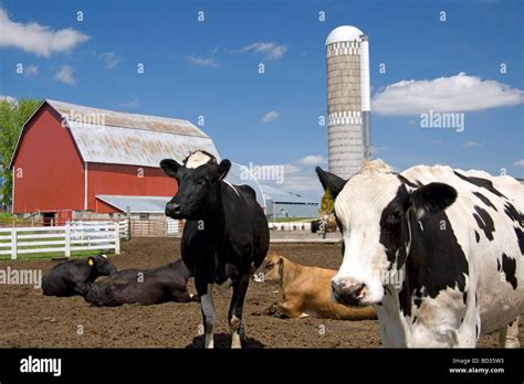 Cows In Front Of A Red Barn And Silo On A Farm North Of Arcadia