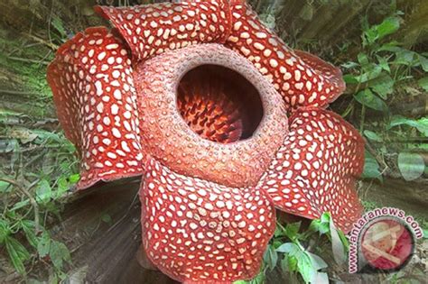 Rafflesia Arnoldi Dari Mana