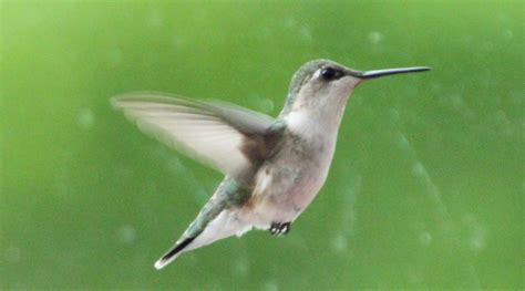 Hummingbirds Katieish
