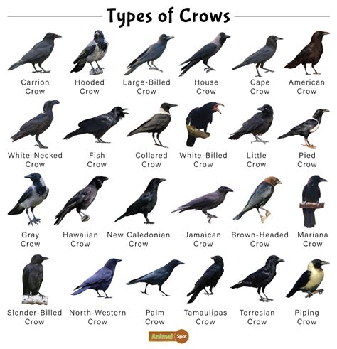 crow facts types diet reproduction classification pictures