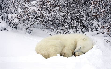 796752 Bears Polar Bears Two Snow Rare Gallery Hd Wallpapers