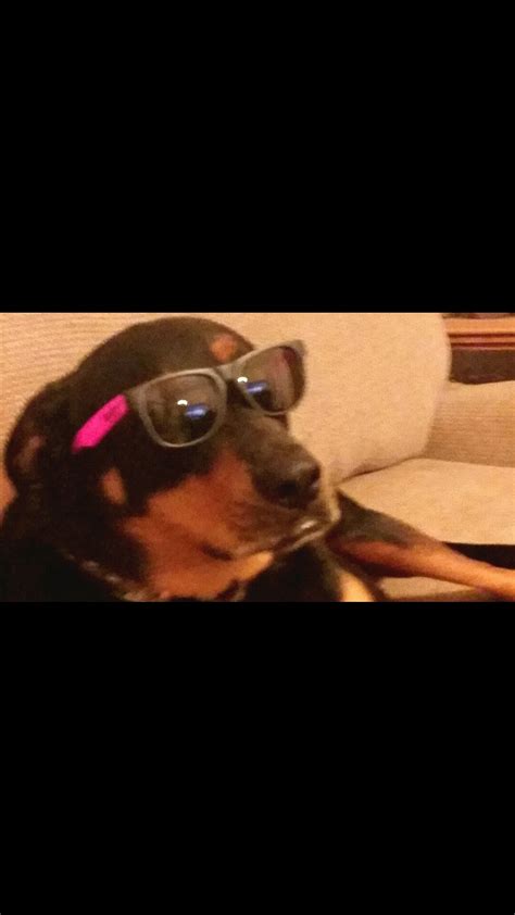 Make My Dank Dog Famous Funny Animals Dogs Dankest Memes
