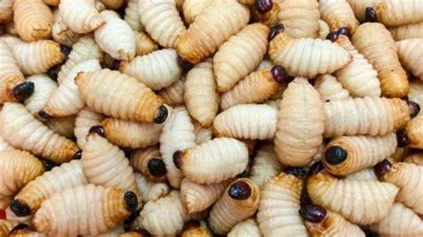 5 Edible Insects Survival Feasts 5 Insects You Can Eat Through