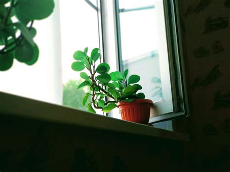 The Best Plants For North Facing Windows