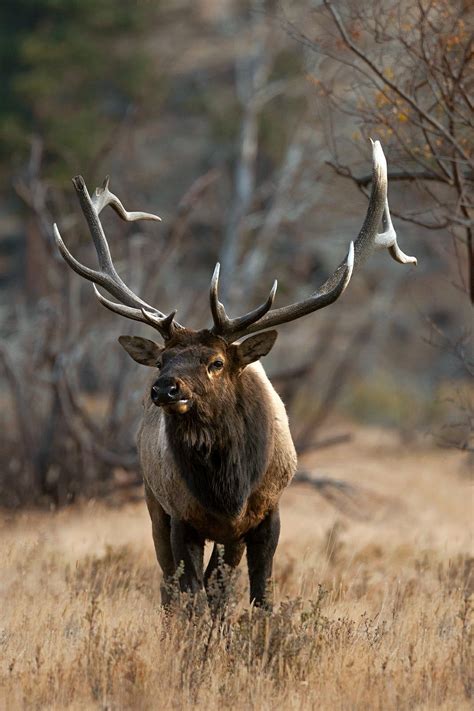 Colorado Wildlife Photography Bull Elk In Colorado With Broken