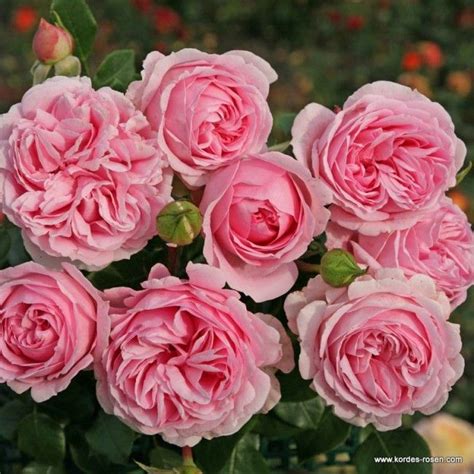 Wellenspiel ® Kordes Rosen Rosen Schöne Rose