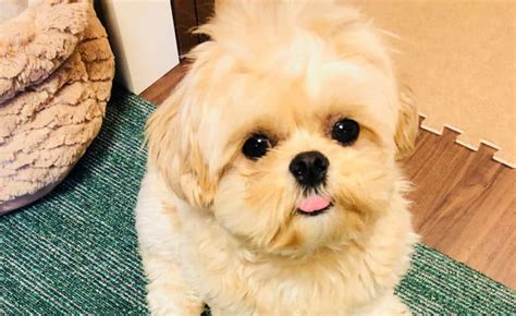 12 Amazing Things About Peekapoo Dog Pekingese Poodle Mix Dog
