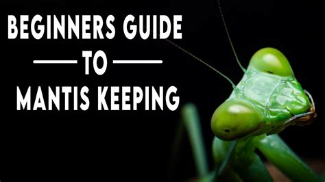 Praying Mantis Keeping 101 A Beginners Guide Youtube