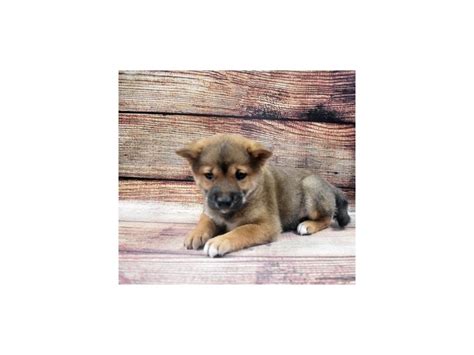 (satıldı)looking for shiba puppy in las vegas, nv. Shiba Inu-DOG-Male-Red Sesame-2905260-Petland Las Vegas, NV