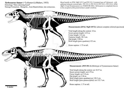 Tarbosaurus Bataar Adults Skeletal Diagrams By Franoys On Deviantart