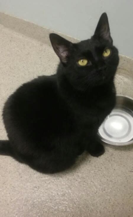 Jetty Is An Adoptable Domestic Short Hair Searching For A Forever