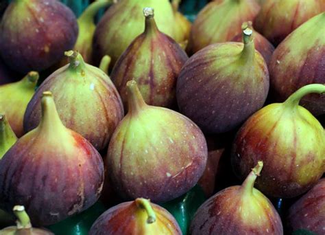 Fig Tree Planting Pruning And Harvesting Figs And Why It Doesnt