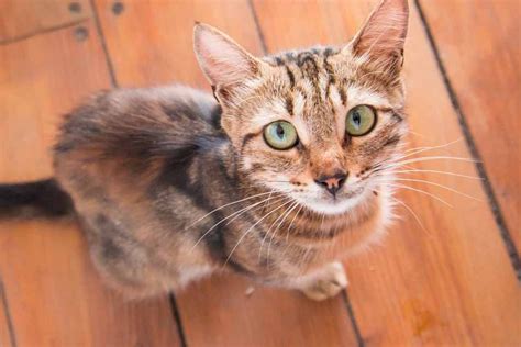 Symptoms That Your Cat Has Worms Cats Cat Care Cats And Kittens