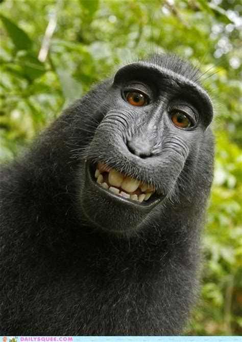 Goofy Smiling Macaque Monkeys Funny Animals Beautiful Animals Wild