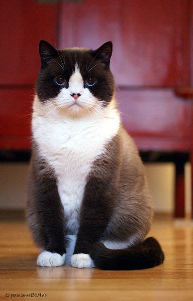 The british shorthair is a domesticated cat. Cat Pictures: British Shorthair Cat