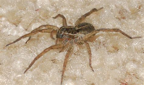 Spiders Control Services 561 260 9411 Fleming Lawn And Pest Services