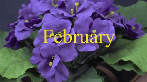 February Birthday Flowers Violet And Primrose I Thinkflorist Youtube