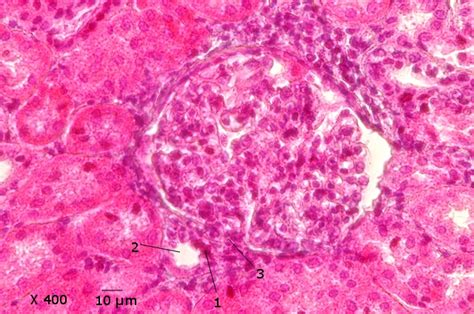 Rein Histologie Anatomie Pathologie Humaine Mikroscopia