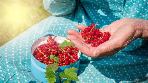 Senior Woman In Her Garden And Homegrown Redcurrants Stock Photo