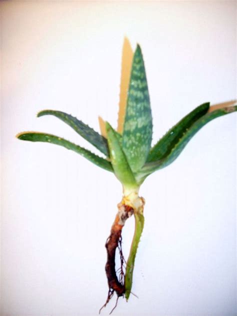 Aloe Vera Plant Seed Trees Organic Baby Plant Bare Root 3 4 Inches From