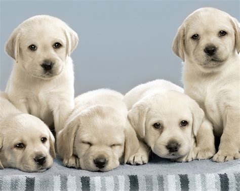 16 Cute Labrador Retriever Puppies Wallpapers Cachorro Filhotes