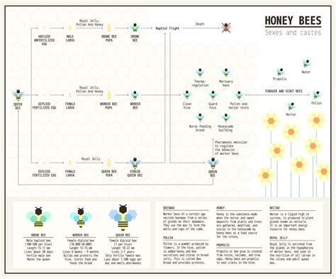 Honey Bees Data Visualization On Behance Honey Bee Pollen Honey Bee Bee