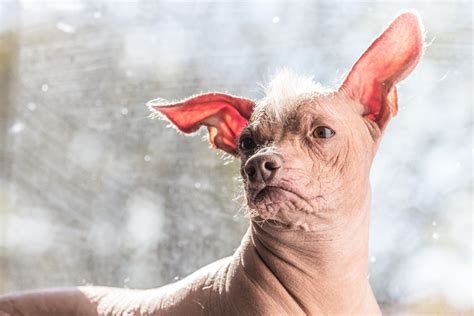 The 8 Ugliest Dog Breeds According To Experts