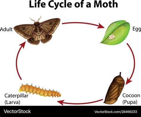 Diagram Showing Life Cycle Of Moth Illustration Stock Vector Image
