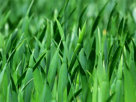 Gambar Alam Menanam Halaman Rumput Padang Rumput Daun Bunga Hijau Dekat Pisau Rumput