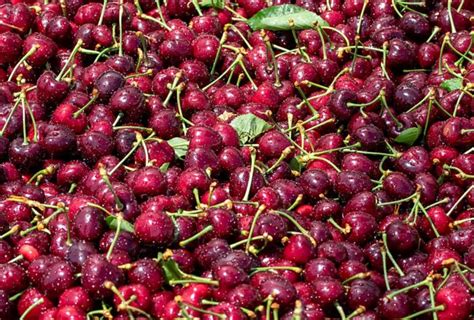 Compressed Crop Creates Challenging Northwest Cherry Season Good Fruit Grower