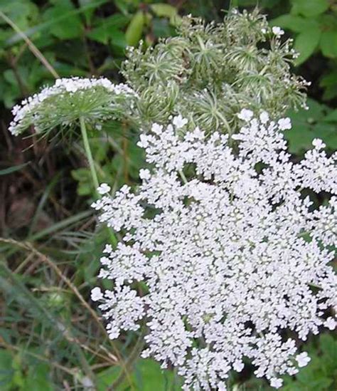 Queen Annes Lace Grows Wild In Arkansas Queen Annes Lace Queen Anne