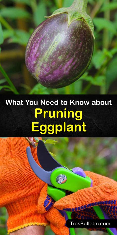 Pruning Eggplant Brilliant Ways To Trim Eggplant Plants