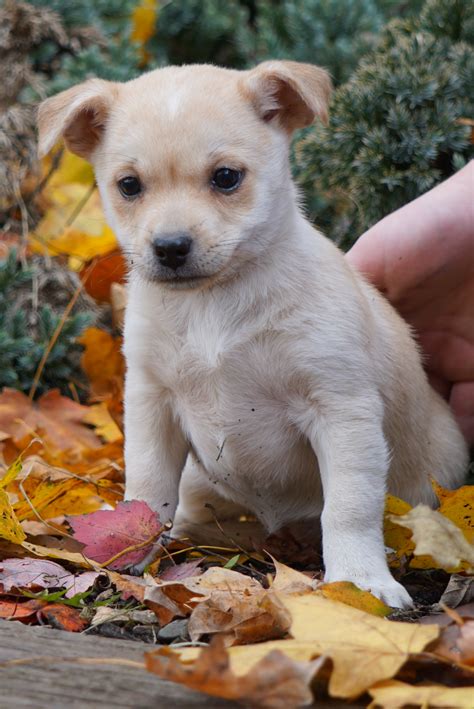 Jack Russel Mix For Sale Fredericksburg, OH Male- Russel - AC Puppies LLC