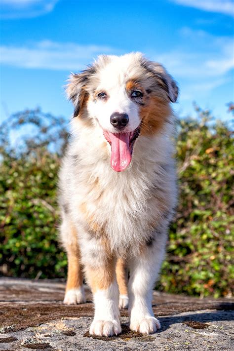 Australian Shepherd Puppies 25 Cute And Cuddly Pups Talk To Dogs