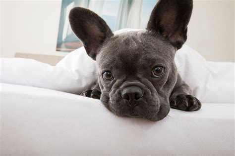 Cherry eye, corneal ulcer, and dry eye are only one of them. What is French Bulldog Cherry Eye and How Do You Treat It?
