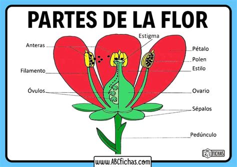 Las Partes De Una Flor Y Sus Funciones Esquemas Images Images And Photos Finder