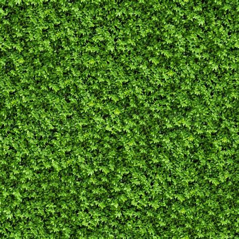 Green Bush Seamless Tileable Texture Stock Photo Colourbox