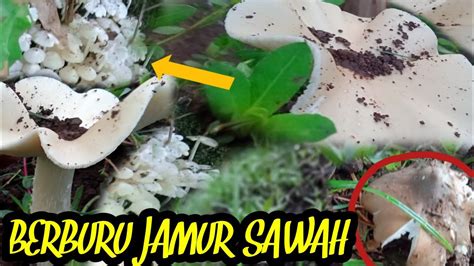 Panen Jamur Bulan Atau Wulan Di Pesawahan Mushroom YouTube